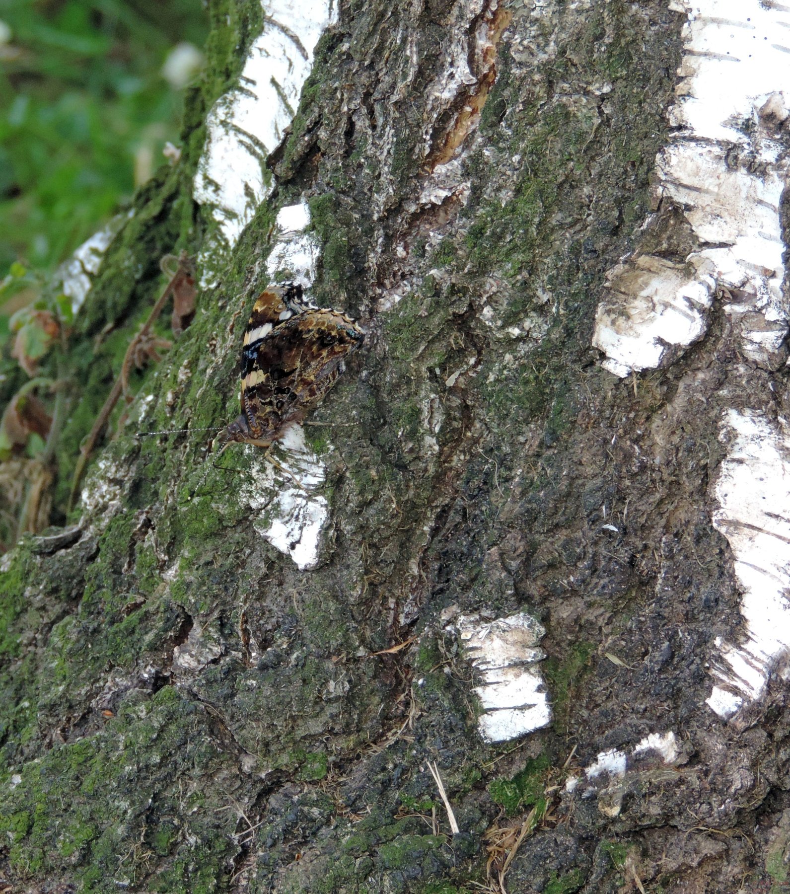 Cryptic Camoflage Copy