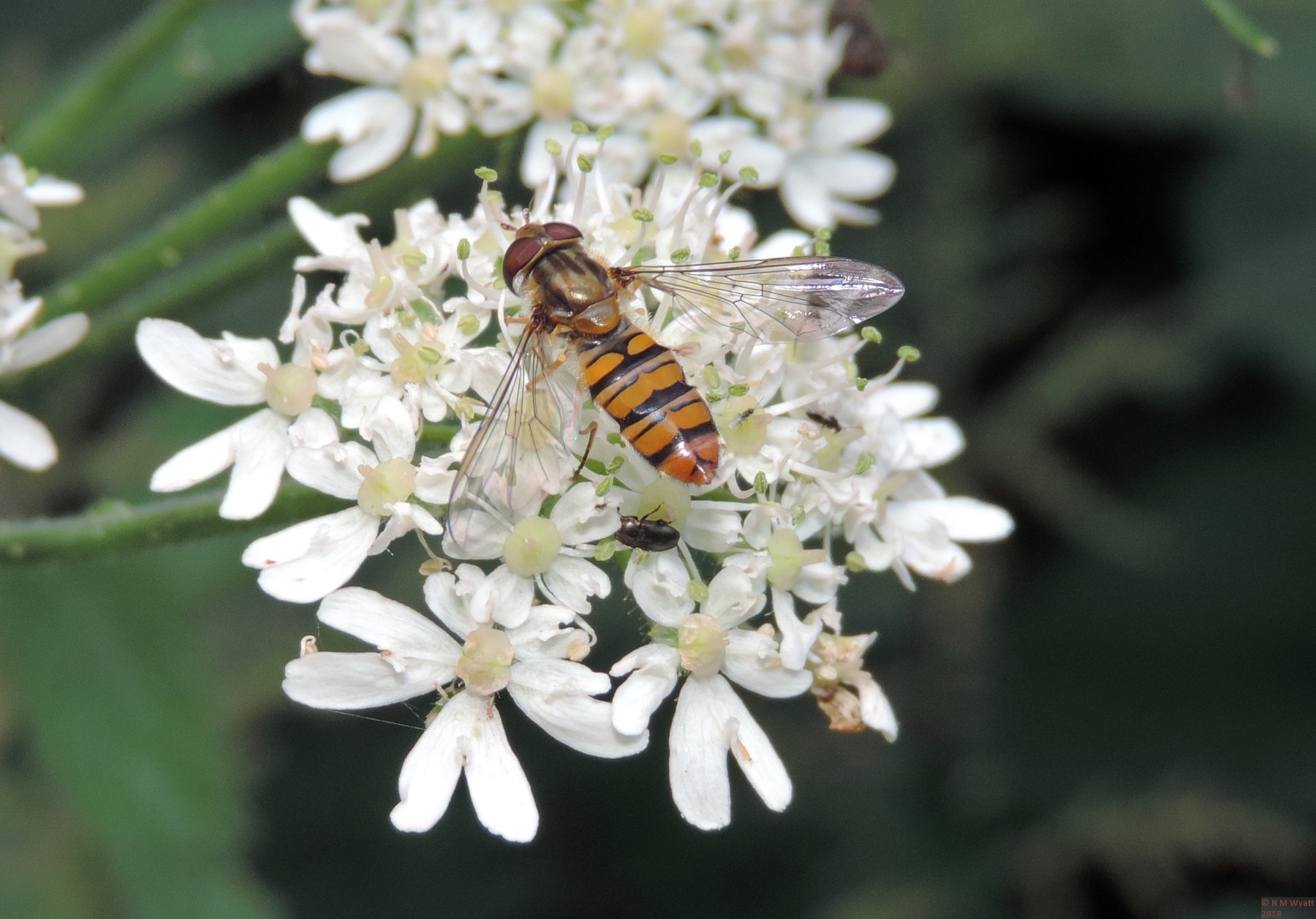 Hoverfly still on hogweed showing